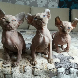 Photo №2 to announcement № 8678 for the sale of sphynx cat - buy in Russian Federation breeder
