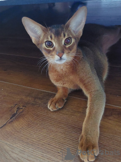 Photo №3. Abyssinian boys. Poland