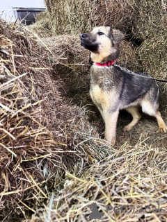 Photo №4. I will sell non-pedigree dogs in the city of Lipetsk.  - price - Is free