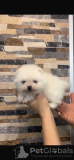 Photo №3. Pomeranian, beautiful puppies. Serbia