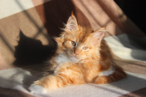 Photo №1. maine coon - for sale in the city of Ulyanovsk | 314$ | Announcement № 5305