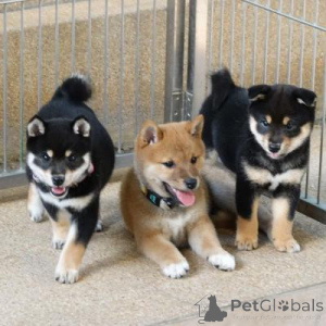 Photo №1. shiba inu - for sale in the city of Slatina | negotiated | Announcement № 157984