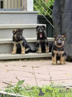 Photo №2 to announcement № 162429 for the sale of german shepherd - buy in Netherlands private announcement, breeder