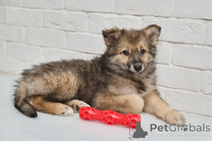 Photo №2 to announcement № 138840 for the sale of non-pedigree dogs - buy in Russian Federation 