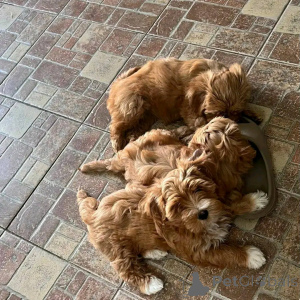 Photo №4. I will sell havanese dog in the city of Chicago. breeder - price - 500$