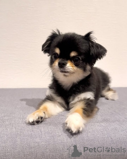 Photo №3. Adorable chihuahua. Belgium