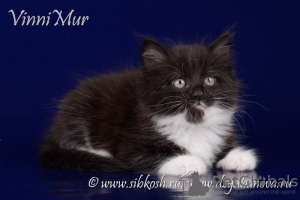 Photo №4. I will sell siberian cat in the city of St. Petersburg. from nursery - price - negotiated