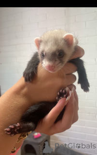 Photo №3. Ferret boy for sale. Austria