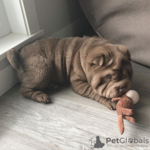 Photo №1. shar pei - for sale in the city of Berlin | Is free | Announcement № 125356