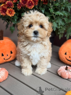 Photo №3. Meet Teddy the snuggle king! Always ready with love, cuddles, and wagging tails. Luxembourg