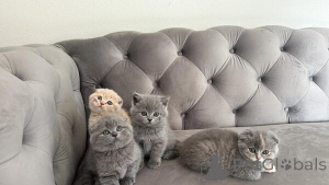 Photo №1. scottish fold - for sale in the city of Hamburg | 250$ | Announcement № 155332