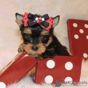 Photo №2 to announcement № 128412 for the sale of yorkshire terrier - buy in Finland breeder