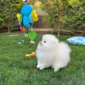 Photo №3. Pomeranian puppies. Germany