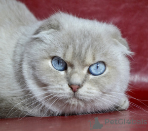 Photo №1. scottish fold - for sale in the city of Dnipro | 600$ | Announcement № 6097
