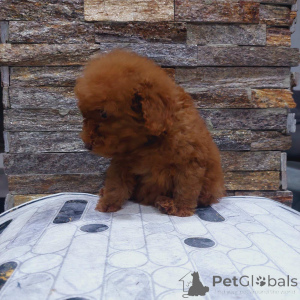 Photo №2 to announcement № 159076 for the sale of poodle (toy) - buy in Serbia 