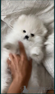Photo №2 to announcement № 6926 for the sale of pomeranian - buy in Ukraine private announcement