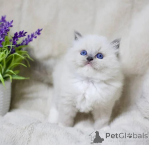 Photo №1. ragdoll - for sale in the city of Baden Baden | 361$ | Announcement № 177743
