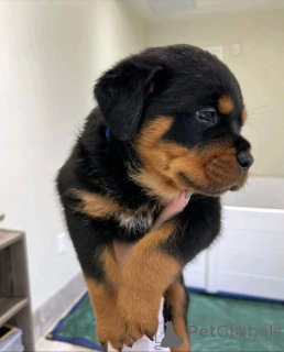 Photo №2 to announcement № 161021 for the sale of rottweiler - buy in Finland private announcement, breeder