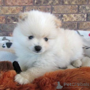 Photo №4. I will sell pomeranian in the city of Brasília. private announcement - price - 265$