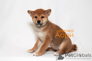 Photo №4. I will sell shiba inu in the city of Москва. breeder - price - negotiated