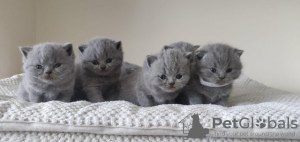 Photo №1. british shorthair - for sale in the city of Heidelberg | 370$ | Announcement № 108588