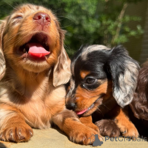 Photo №4. I will sell dachshund in the city of Dublin. breeder - price - negotiated