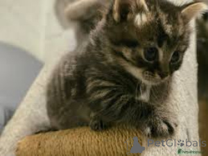 Photo №2 to announcement № 163377 for the sale of american shorthair - buy in Switzerland private announcement, breeder