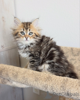 Photo №1. siberian cat - for sale in the city of Munich | negotiated | Announcement № 177866