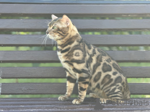 Photo №3. Gorgeous Bengal cat - GrandInterChampion of the breed. United Kingdom