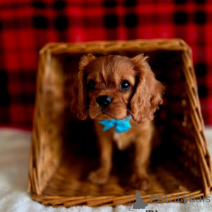 Photo №1. cavalier king charles spaniel - for sale in the city of Bad vöslau | negotiated | Announcement № 155577