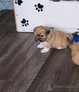 Photo №1. lhasa apso - for sale in the city of Berlin | 370$ | Announcement № 107511