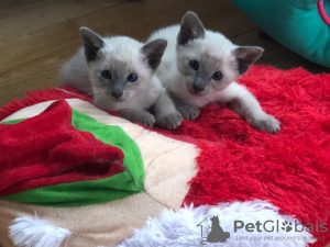 Photo №1. siamese cat - for sale in the city of Kingshill | negotiated | Announcement № 9920