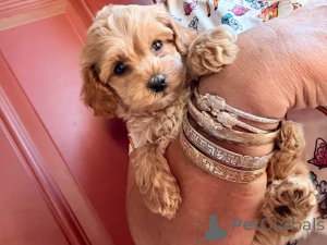 Photo №2 to announcement № 149823 for the sale of maltipu - buy in Germany private announcement, breeder