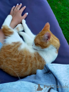 Photo №4. I will sell  in the city of Москва. private announcement - price - Is free