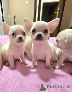Photo №2 to announcement № 168864 for the sale of chihuahua - buy in Serbia breeder