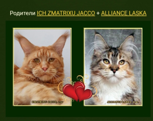 Photo №2 to announcement № 4480 for the sale of maine coon - buy in Russian Federation private announcement