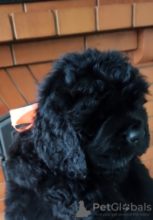 Photo №1. newfoundland dog - for sale in the city of Белоозерск | Is free | Announcement № 86964