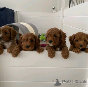 Photo №2 to announcement № 137801 for the sale of labradoodle - buy in United States breeder