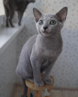 Photo №2 to announcement № 123043 for the sale of russian blue - buy in Hungary private announcement