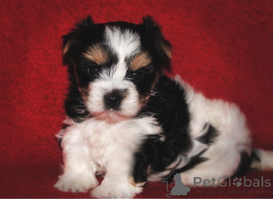 Photo №1. yorkshire terrier - for sale in the city of Hillesheim | negotiated | Announcement № 166642