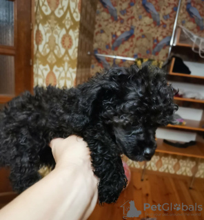 Photo №2 to announcement № 9800 for the sale of poodle (toy) - buy in Belarus from nursery, breeder