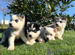 Photo №1. siberian husky - for sale in the city of Wentorf Bei Hamburg | negotiated | Announcement № 164336