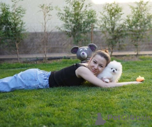 Photo №2 to announcement № 133885 for the sale of pomeranian - buy in Netherlands private announcement