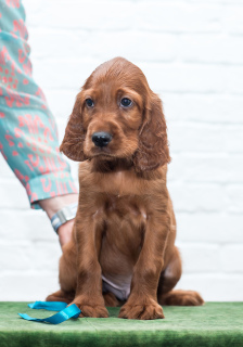 Photo №1. irish setter - for sale in the city of Москва | 646$ | Announcement № 1741