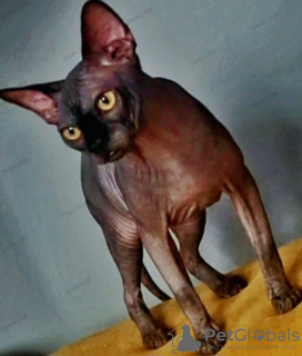 Additional photos: Sphynx Show Quality and for Breeding Black Kitten