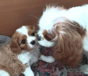 Additional photos: Puppy Cavalier King Charles Spaniel girl