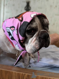 Photo №3. Sweet and Mature male French Bulldog for Adoption in Glasgow. United Kingdom