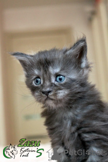 Photo №1. maine coon - for sale in the city of St. Petersburg | 485$ | Announcement № 10878