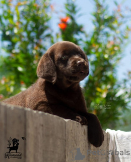 Photo №2 to announcement № 114046 for the sale of labrador retriever - buy in Serbia 