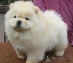 Photo №1. chow chow - for sale in the city of Espoo | negotiated | Announcement № 173987